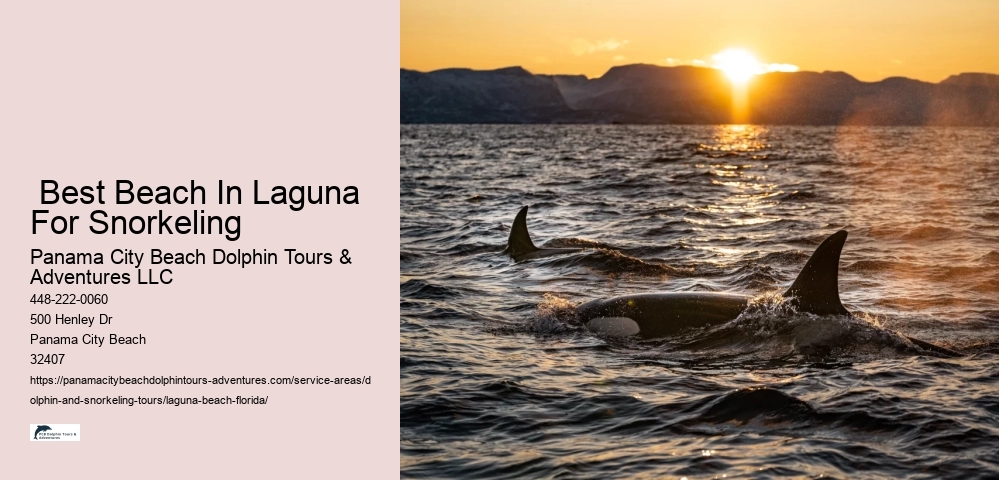 What month is best for dolphin watching