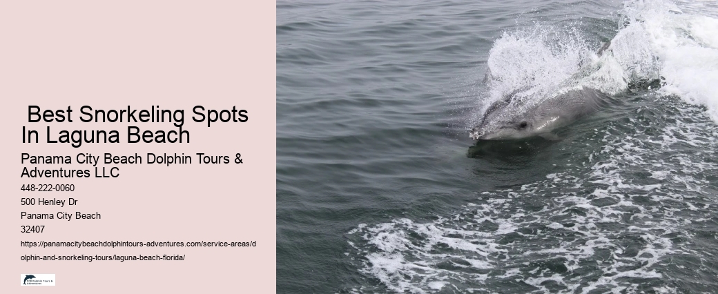 Snorkeling Tours Near Clearwater