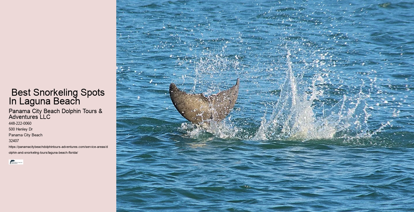Snorkeling And Dolphin Tour
