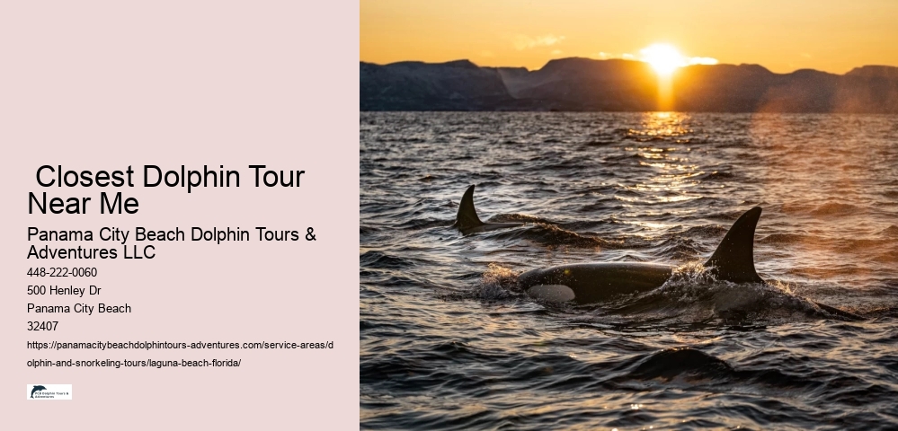 Dolphin Cruise Near Me Prices
