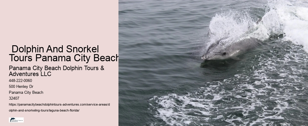 Dolphin And Snorkel Tours