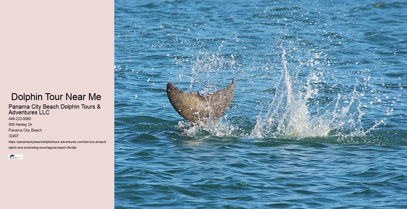 Why do dolphins swim with you