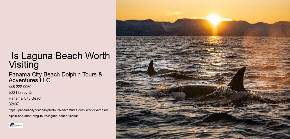 Swim With Dolphins Near Panama City Beach Fl