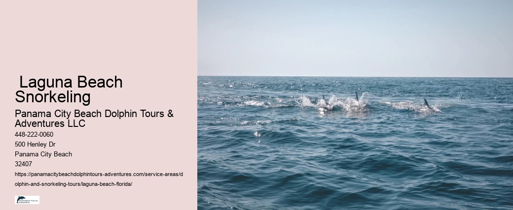 Swim With The Dolphins Near Me