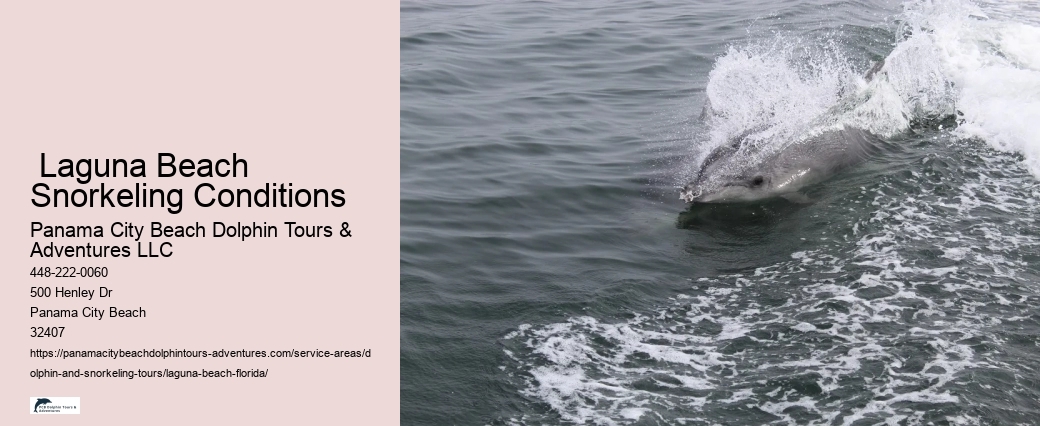 Swimming With Dolphins Near Florida