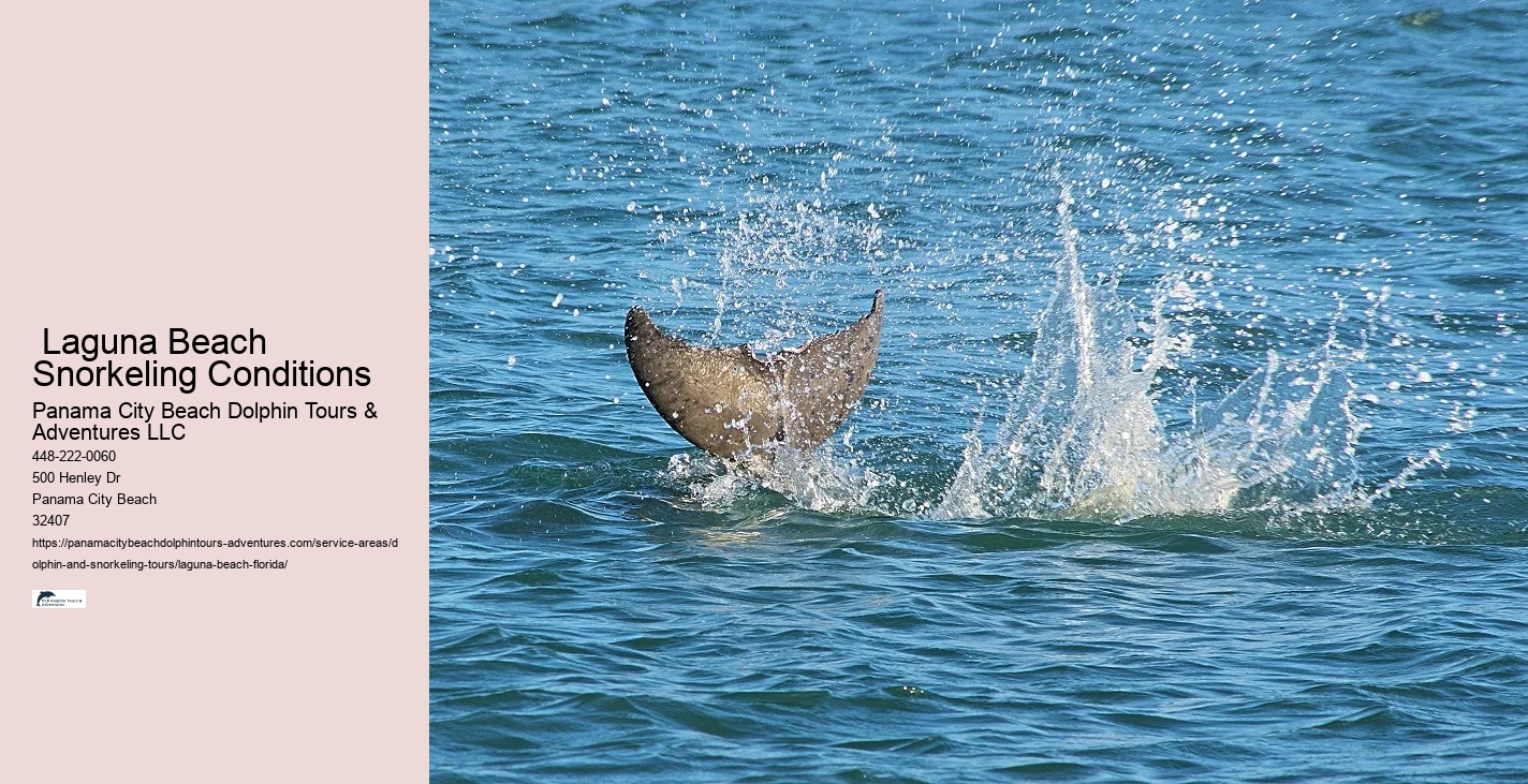 Are Dolphin Tours Safe