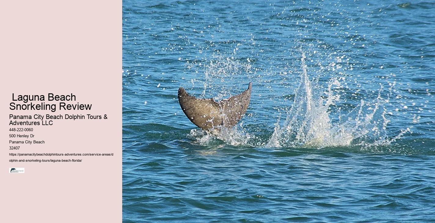Best Dolphin Cruise Near Me