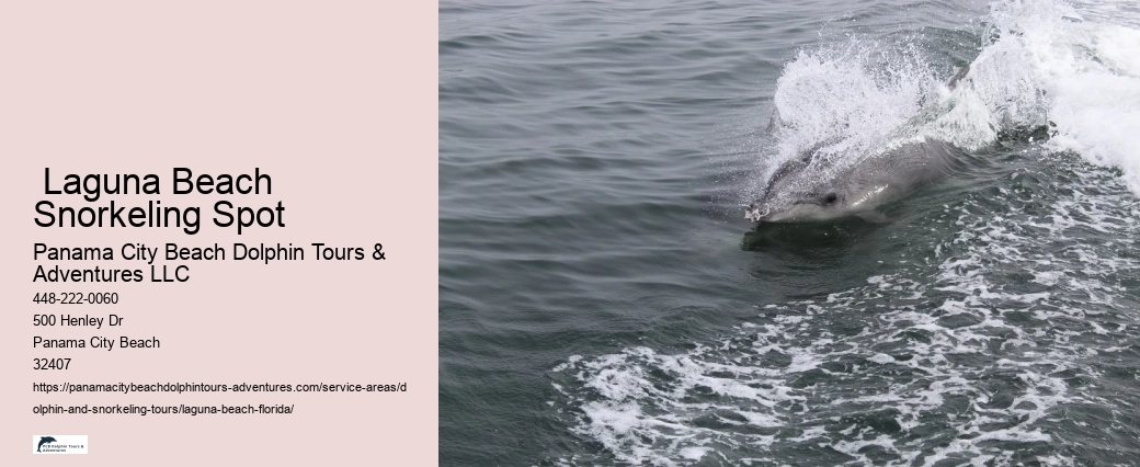Dolphin And Whale Tours Near Me