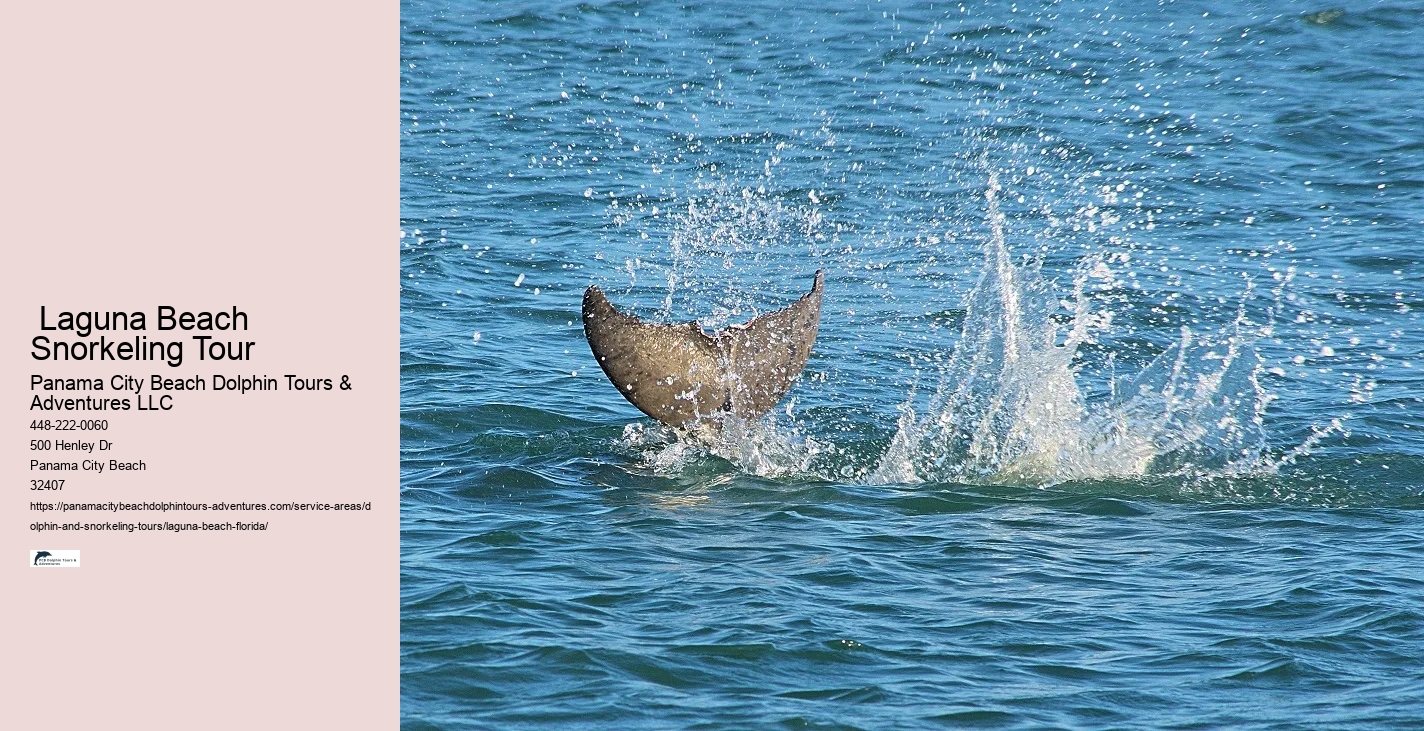 Snorkeling And Dolphin Tour Near Me