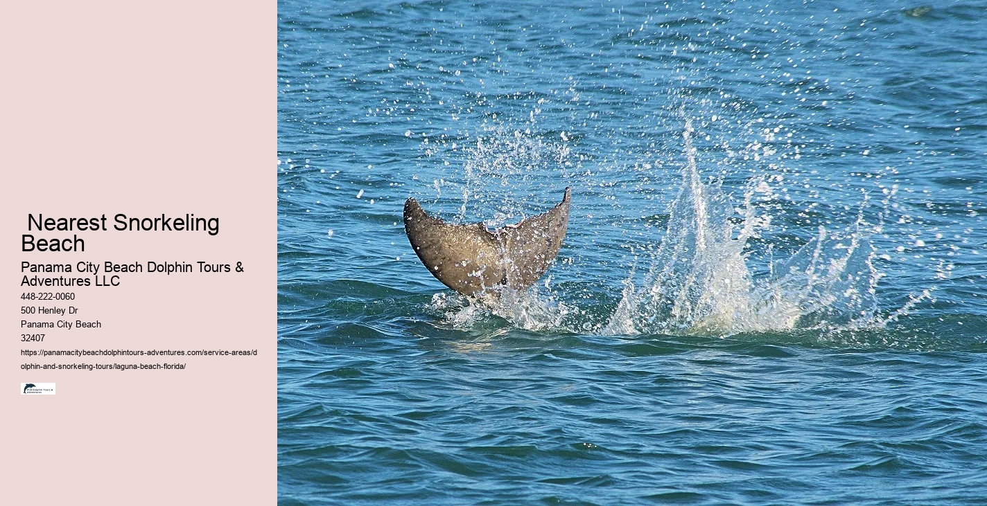 Dolphin Sightseeing Tours Near Me