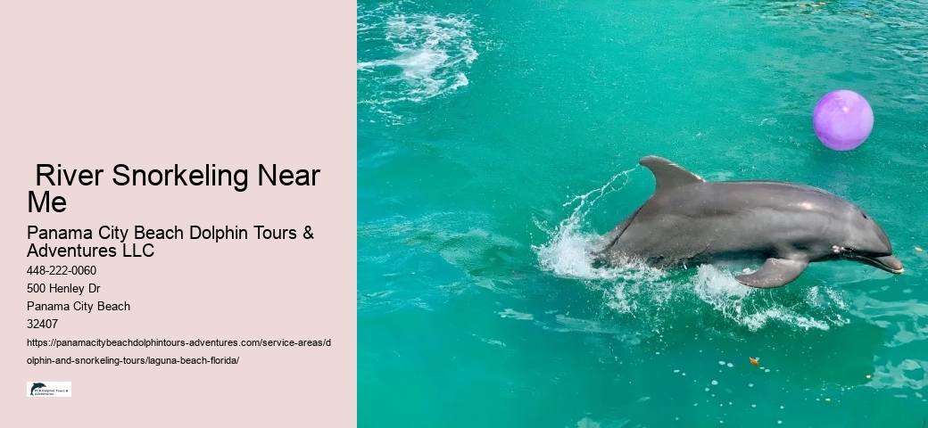 Dolphin Tours