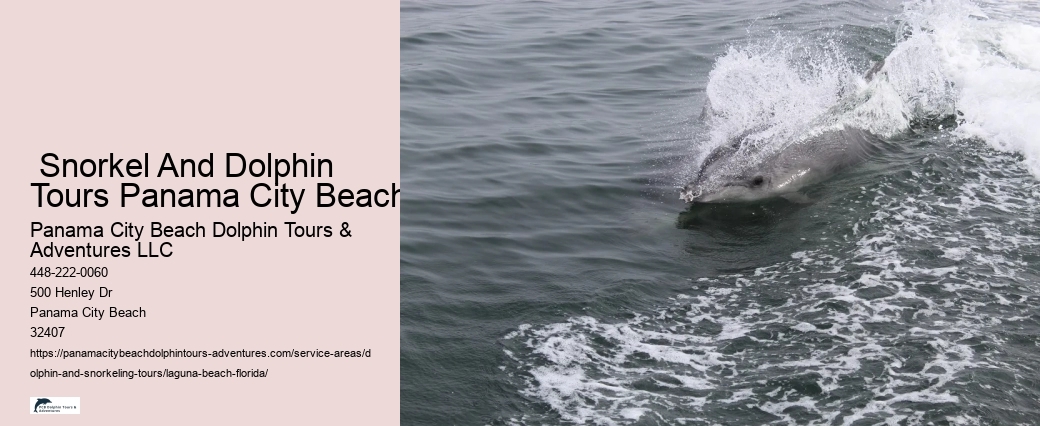 Watch Dolphins Near Me