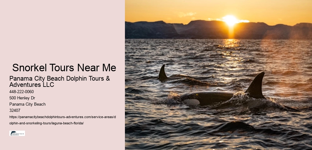 Sunset Dolphin Cruise Near Me