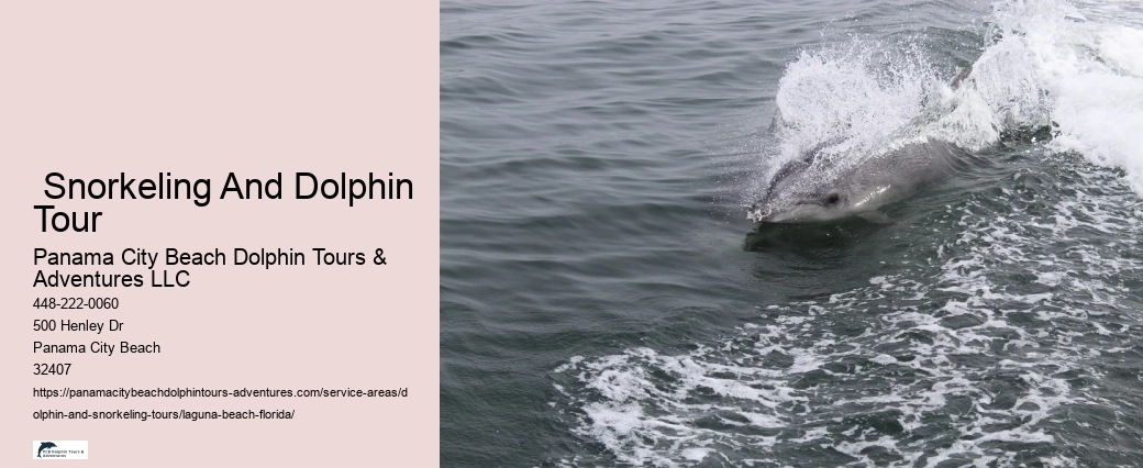 Bottle Nose Dolphin