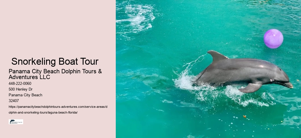 Swimming With Dolphins Florida Near Me