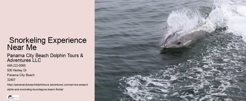 Are Dolphin Cruises Safe