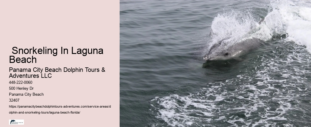 How old do you have to be to swim with dolphins in Florida