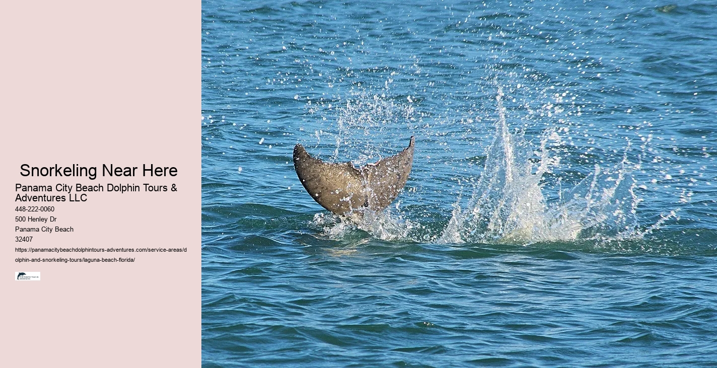 Dolphin And Snorkel Tours Panama City