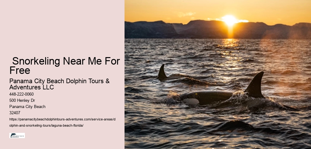 Laguna Beach Dolphin Tours