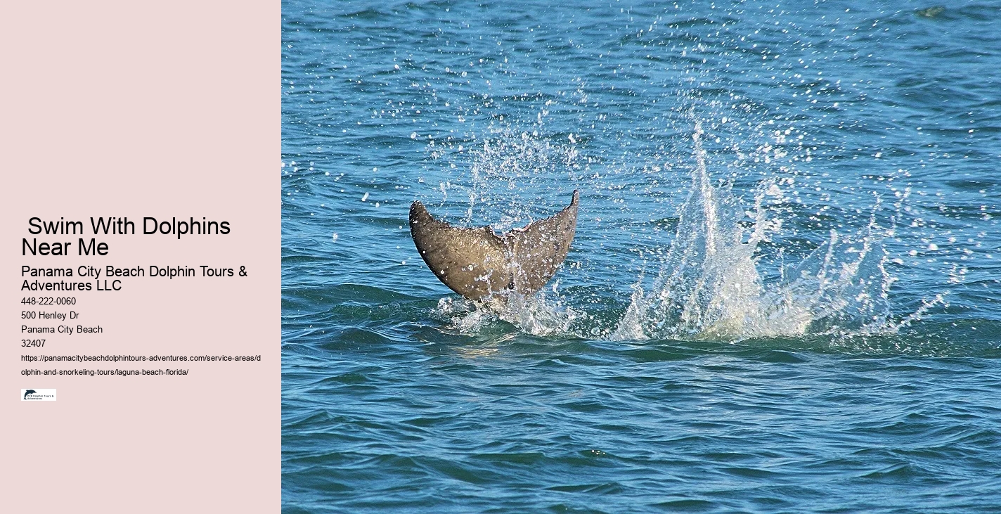 What to do if a dolphin is stranded on a beach