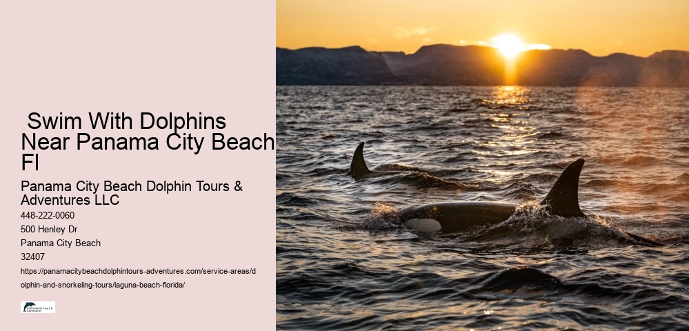 Dolphin Cruise Near Me
