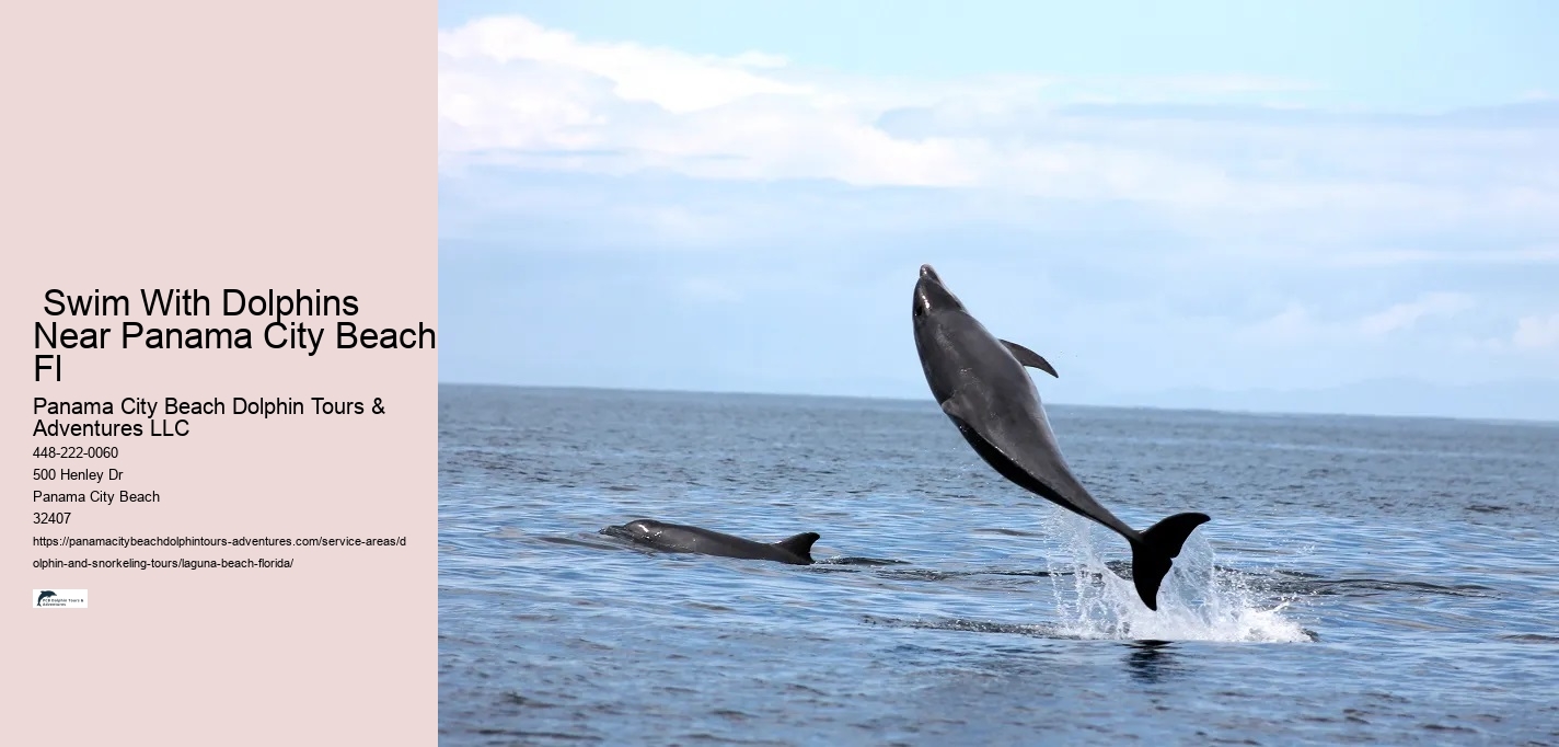 Swim With Dolphins Near Panama City Beach Fl