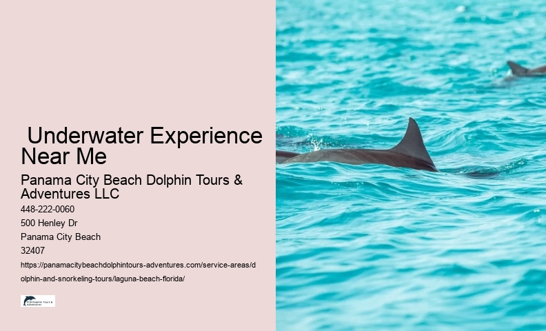 Dolphin Trips Near Me