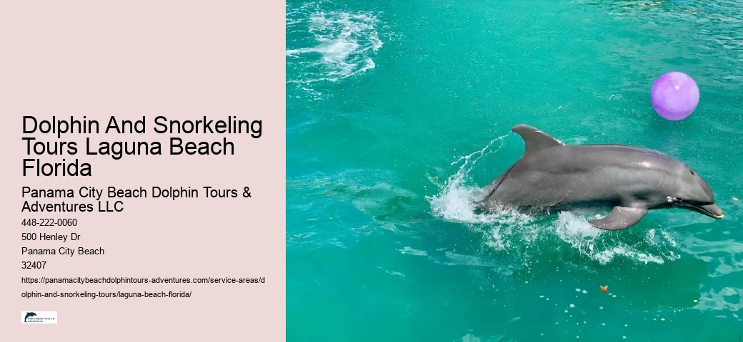 Dolphin And Snorkeling