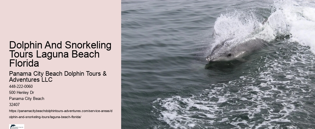 Dolphin.tours Near Me